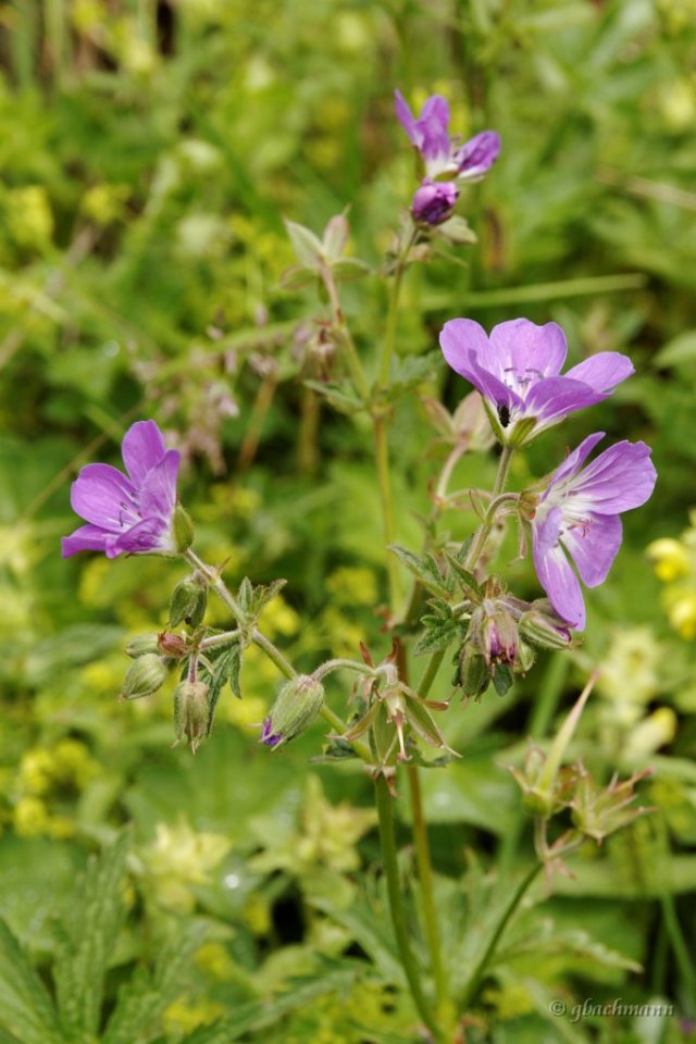 20120623_037